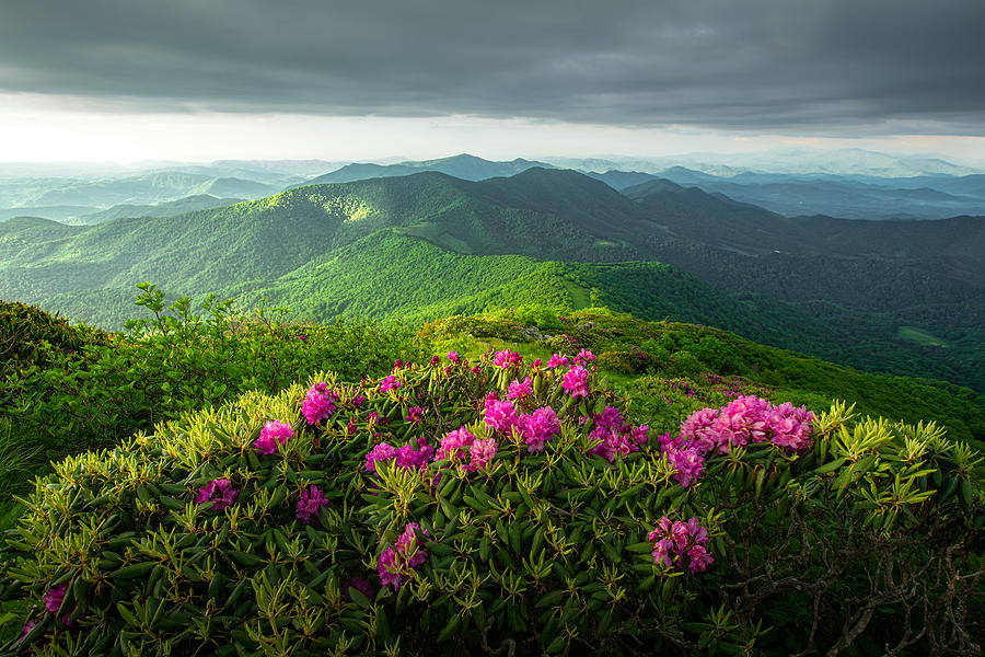 Rhododendron from the Roan Highland Photograph by JW Photography - Fine ...