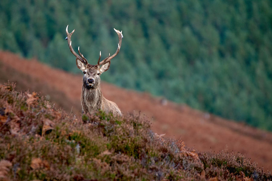 Royal Stag #6 Photograph by Gavin MacRae