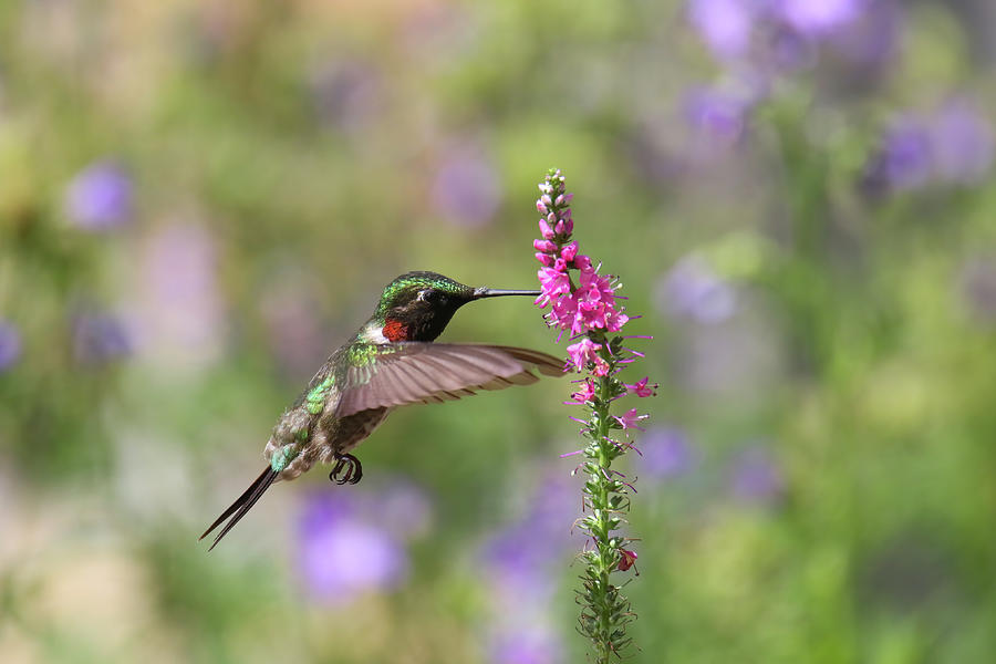 Ruby Throated Hummingbird #6 Photograph by Brook Burling