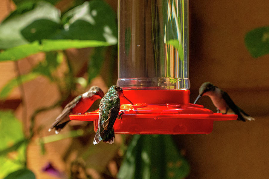Ruby-throated Hummingbird Feeding In Backyard Photograph