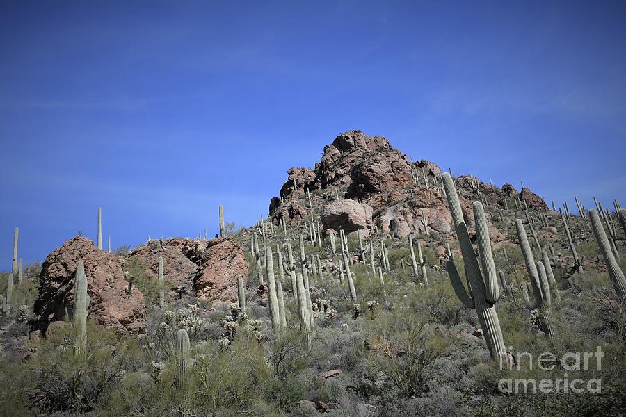 Saguaro National Park Photograph by Leslie M Browning