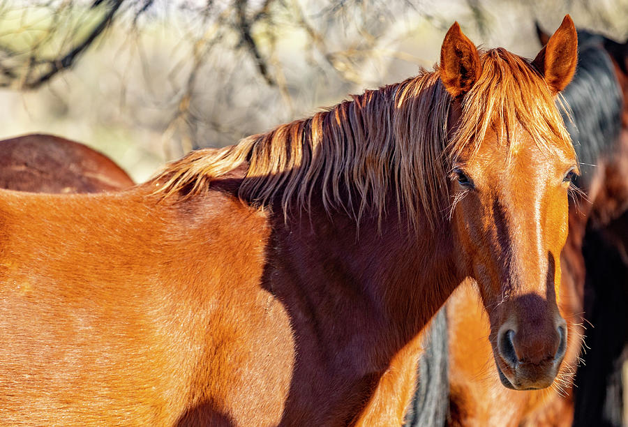 Salt River, Arizona Wild Horses Photograph By Al Ungar - Fine Art America