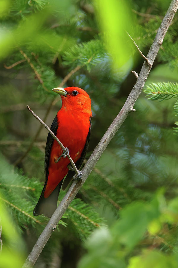 Scarlet Tanager #6 Photograph by Brook Burling