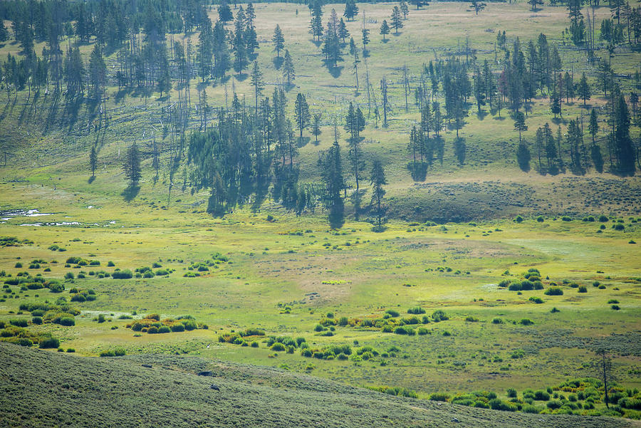scenery at Mt Washburn trail in Yellowstone National Park, Wyomi #6 Photograph by Alex Grichenko