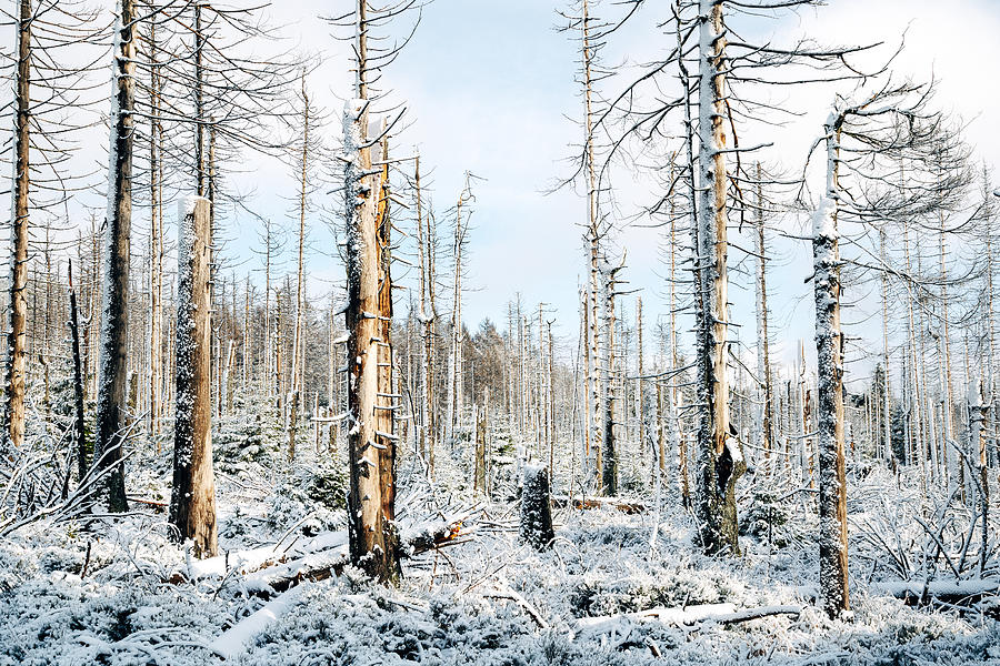 Schneelandschaft im Wald #6 Photograph by Joern Siegroth
