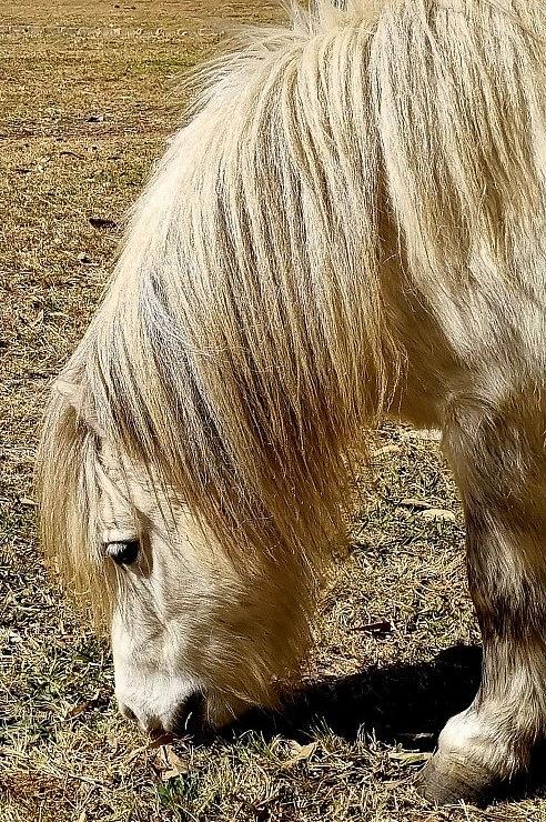 Shetland Pony #6 Photograph by Loraine Yaffe
