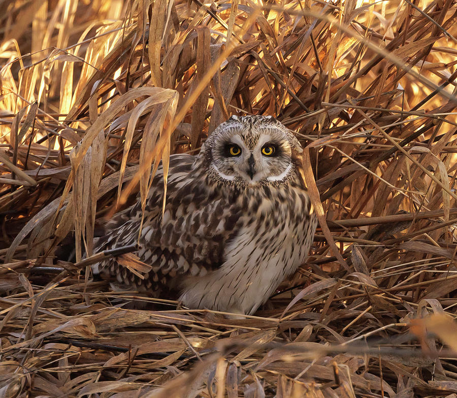 Short-eared Owl #6 Photograph by Angie Vogel