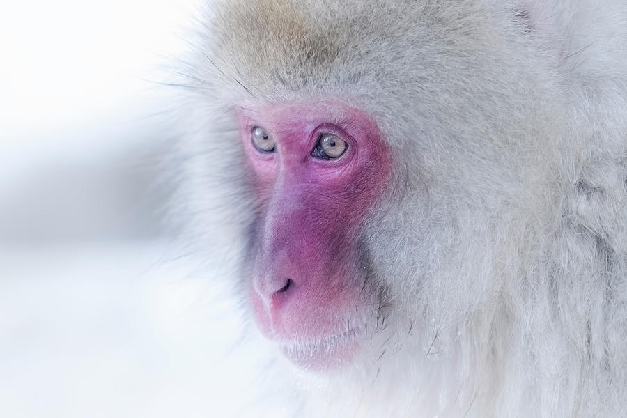 Snow Monkey #6 Photograph by Kiran Joshi