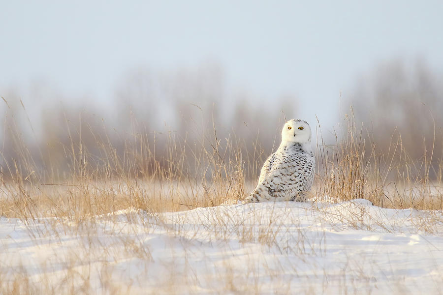 Snowy Owl #6 Photograph by Brook Burling