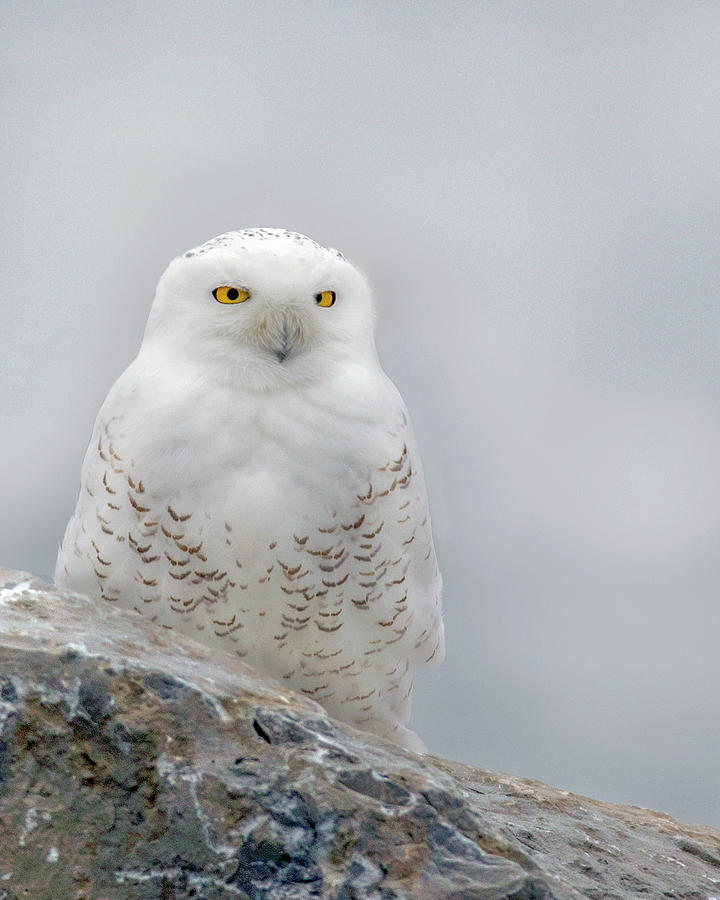 Owl Photograph - Snowy Owl #6 by Timothy McIntyre