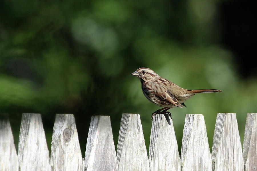 Song Sparrow Stony Brook New York  #6 Photograph by Bob Savage