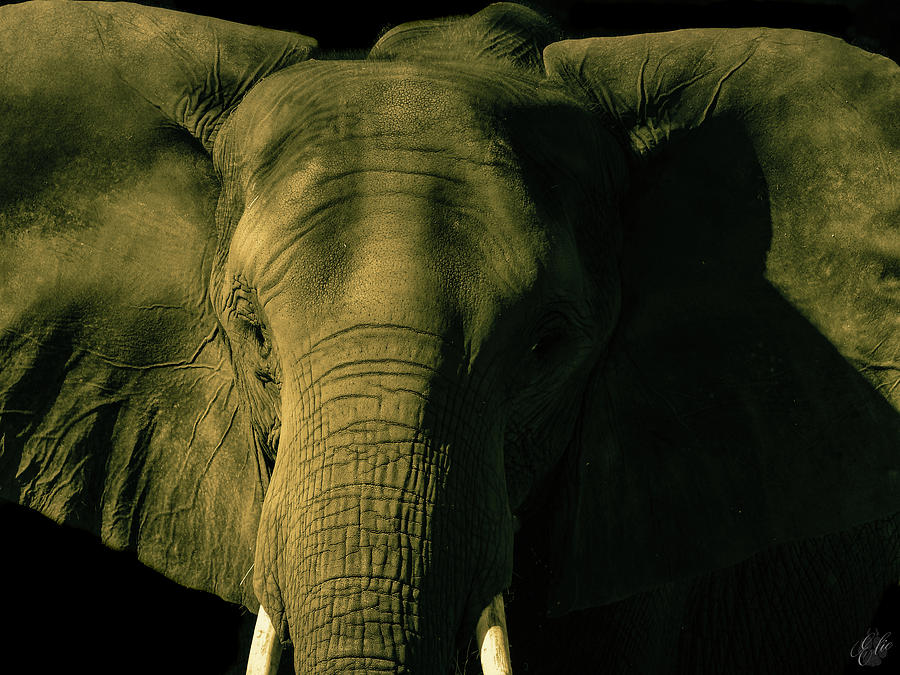 SOUL OF THE PLANET by Elie Wolf SOUL OF THE PLANET by Elie Wolf