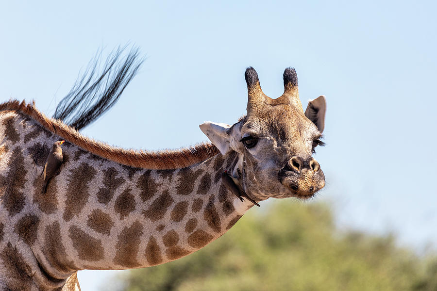 South African Giraffe Chobe Botswana Safari Photograph By Artush Foto