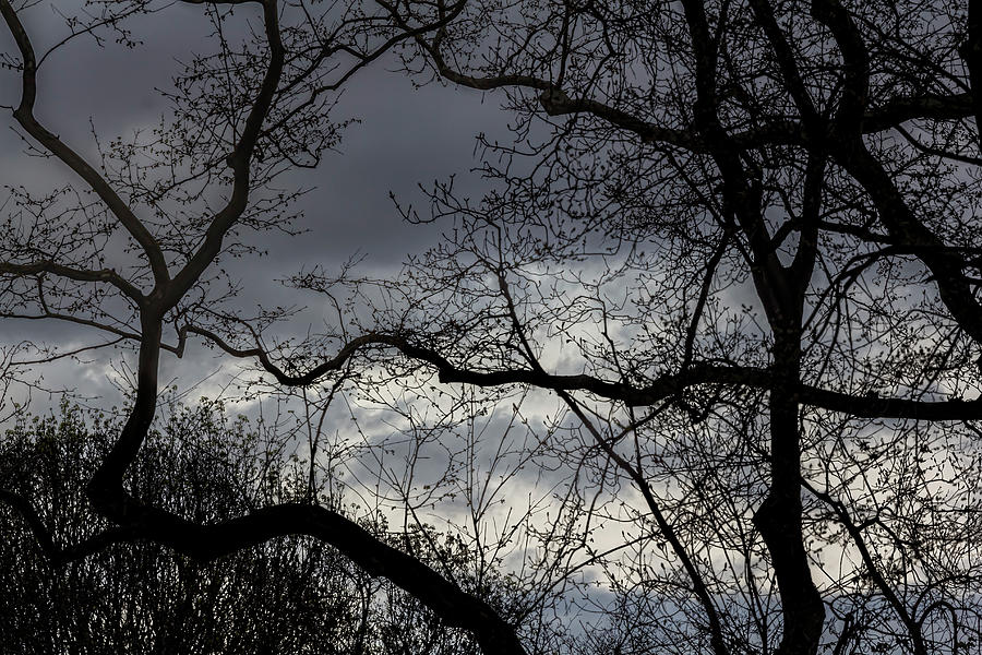 Spring Trees and Rainclouds #6 Photograph by Robert Ullmann