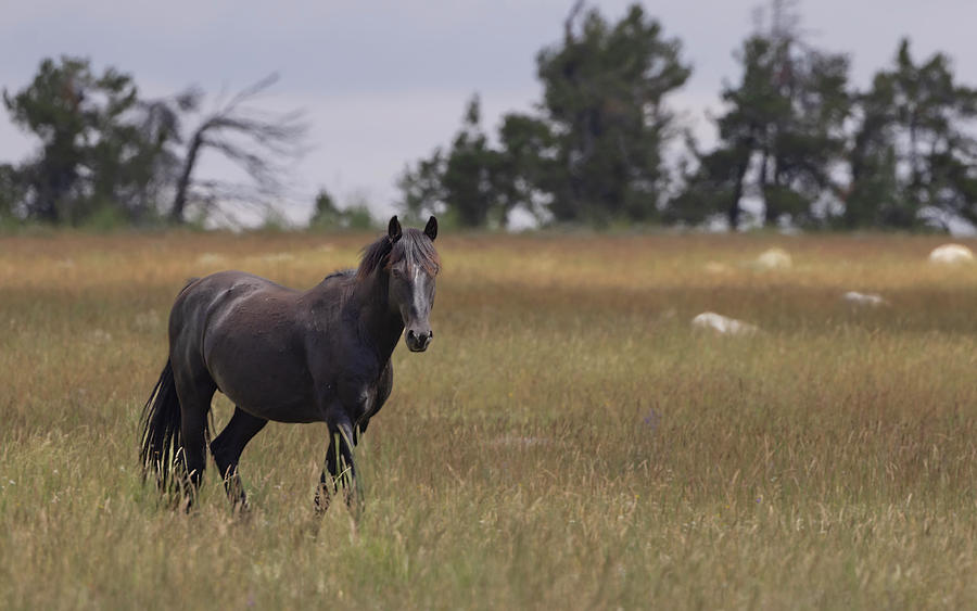 Stallion #6 Photograph by Laura Terriere