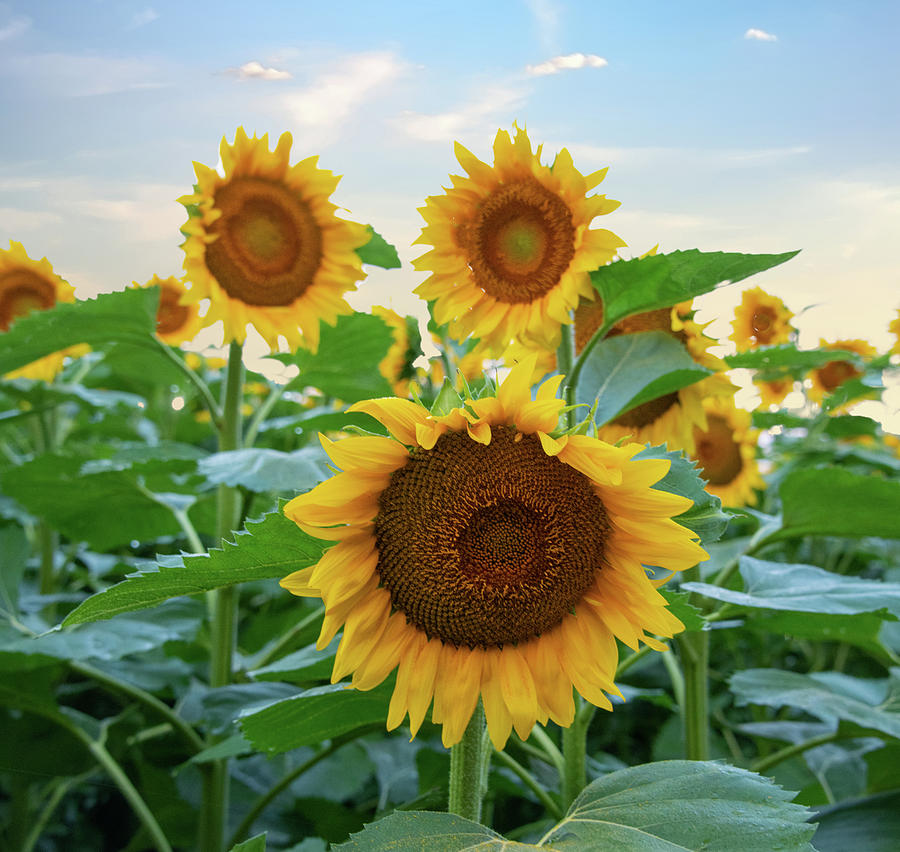 Sunflower Field In Early Morning-miami County, Indiana Photograph By 