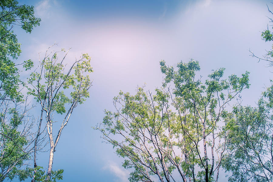 Sunlit Tree Canopy Dappled With Golden Light And Blue Sky Uk Photograph 