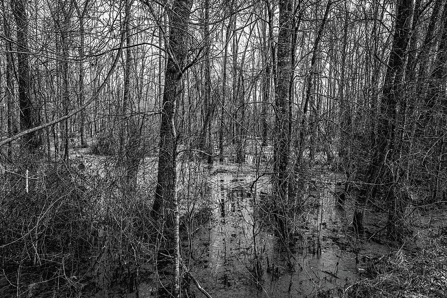 Swamp in Southeastern Georgia Photograph by Gestalt Imagery - Fine Art ...