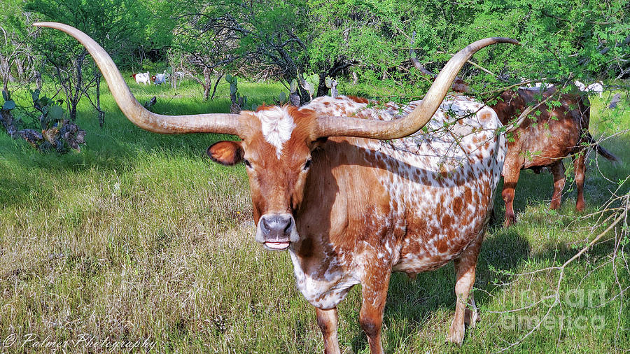 Texas Longhorn Photograph by Tad Palmer | Fine Art America