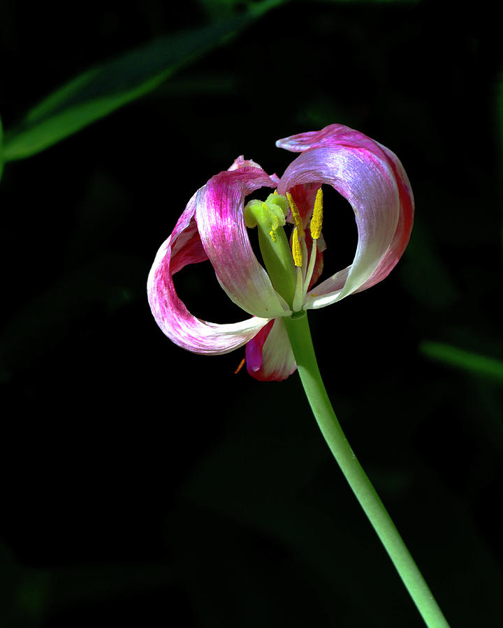 Tulip Photograph by Sarah Lilja