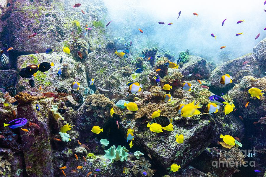 Underwater coral reef and fish #6 Photograph by Michal Bednarek