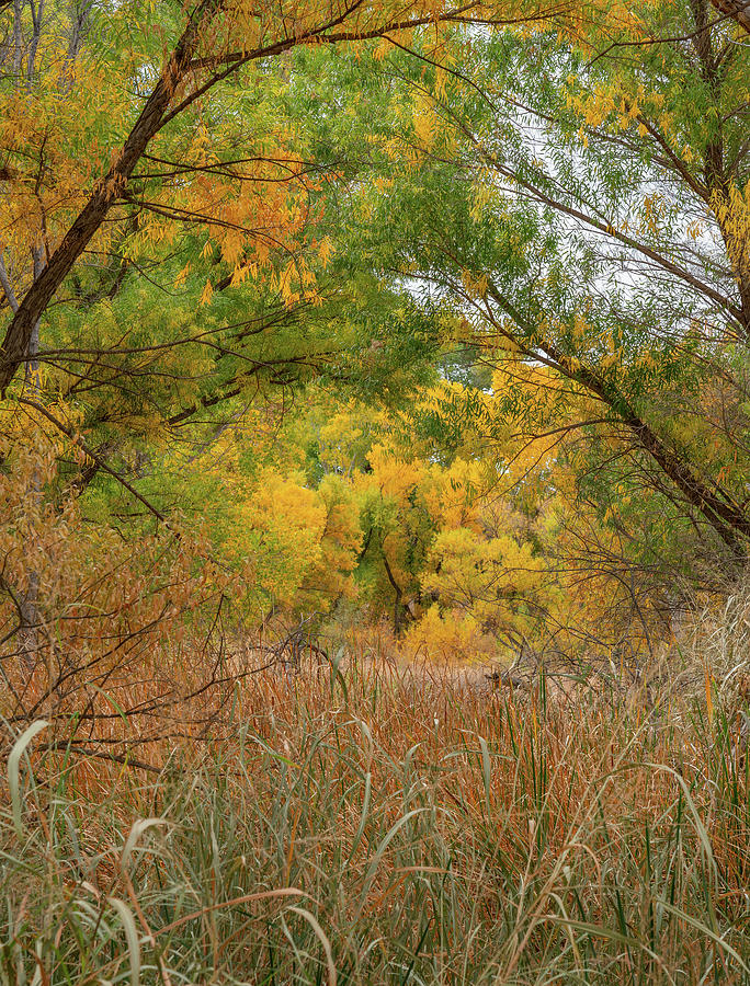 Nature Photograph - Verde River near Camp Verde, Arizona, USA #6 by Tim Fitzharris