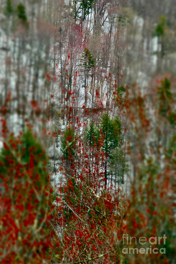 Red Trees Dreamscape Vermont Photograph by Debra Banks
