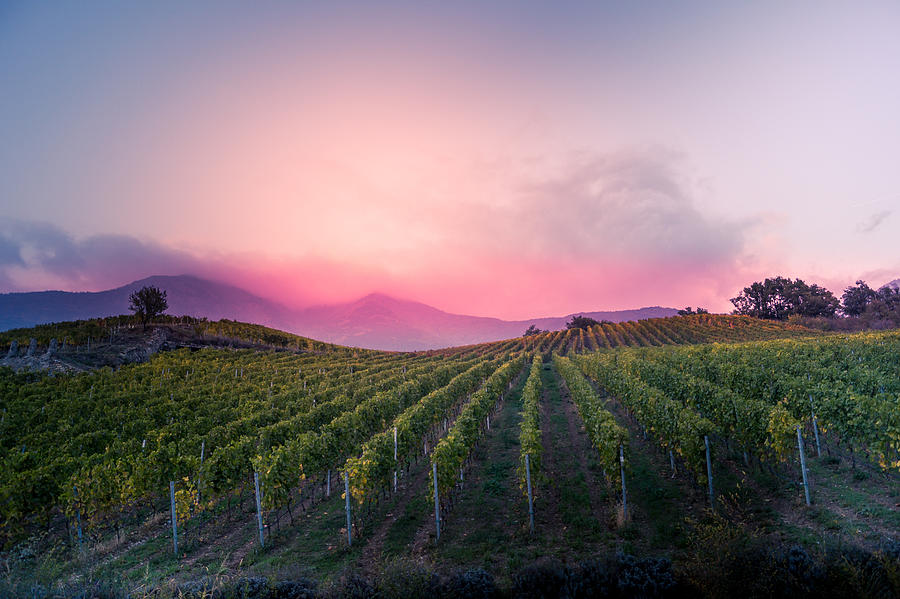 Vineyard At Autumn Sunset #6 Photograph by Mashiro2004