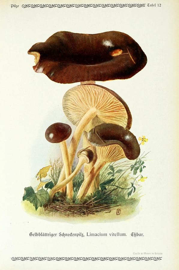 Vintage Fungi Illustrations #6 Mixed Media by World Art Collective