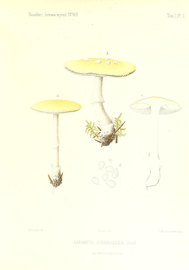 Vintage, Poisonous and Fly Mushroom Illustrations #6 Mixed Media by World Art Collective