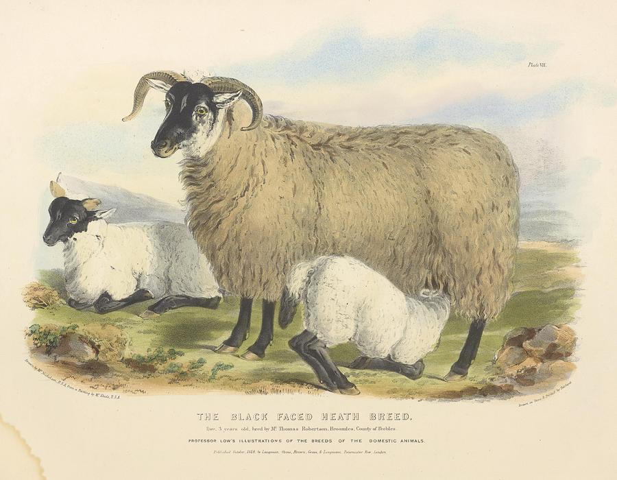 Vintage Sheep illustration Mixed Media by Beautiful Nature Prints ...