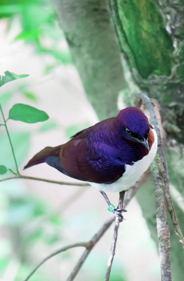 Violet-backed Starling Cinnyricinclus Leucogaster, Also Known As ...