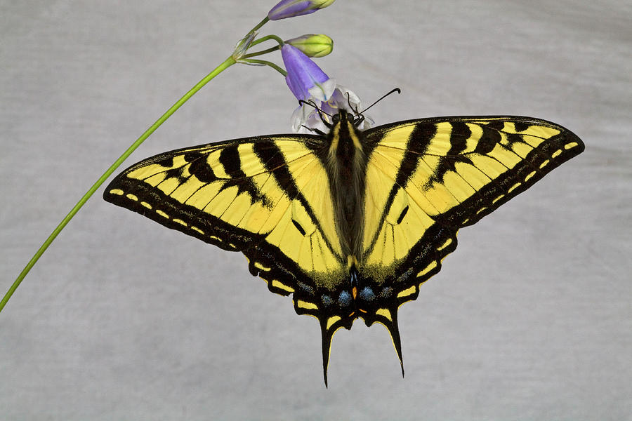 western tiger swallowtail butterfly