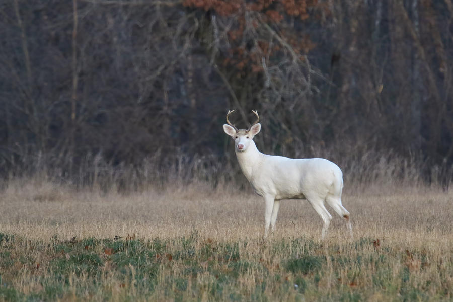 White Buck #6 Photograph by Brook Burling