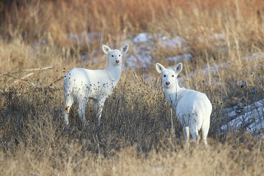 White Deer #6 Photograph by Brook Burling