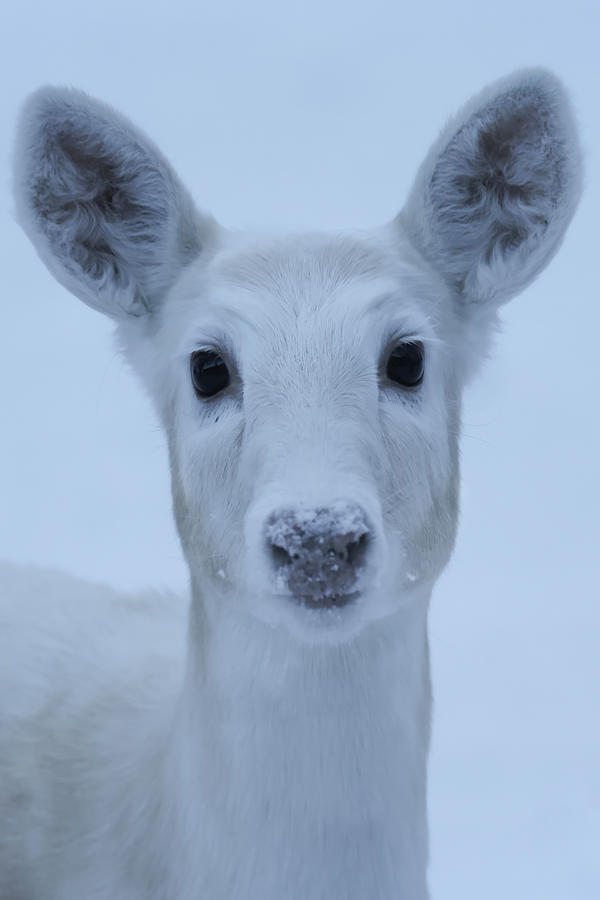 White Doe  Photograph by Brook Burling