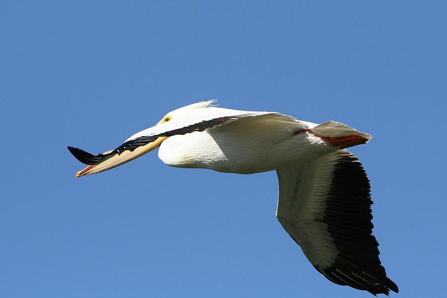 White Pelican Photograph