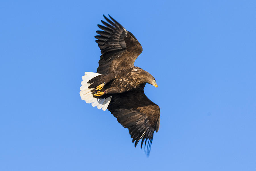 White-tailed eagle or sea eagle hunting in the sky over Northern Norway #6 Photograph by Sjo