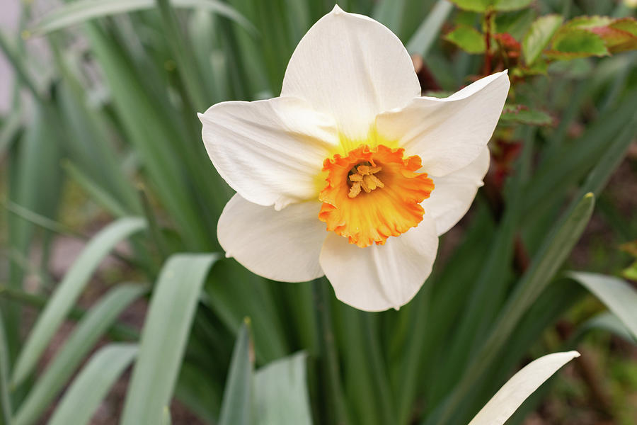 white wild Daffodil or Narcissus Pseudonarcissus in a park in ...