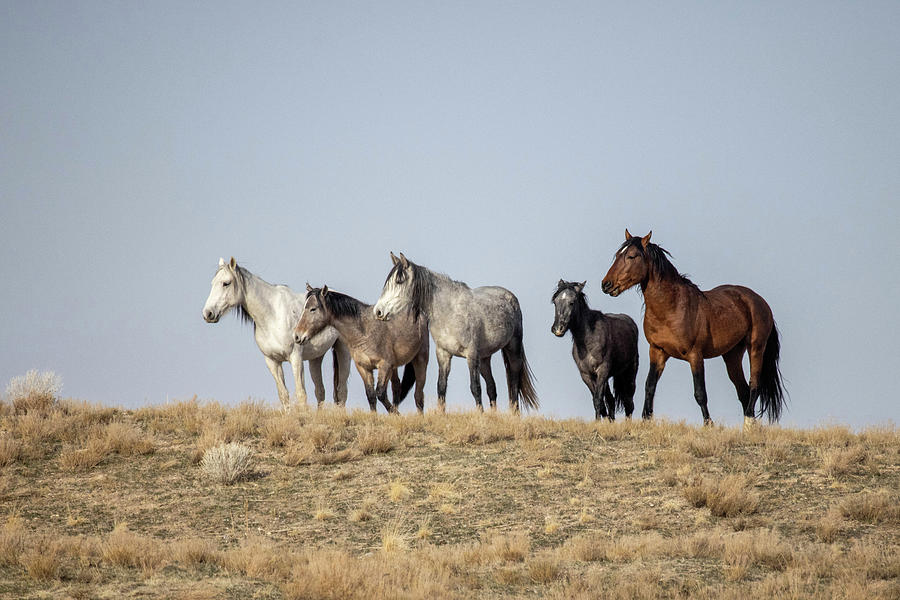 Wild Horses #6 Photograph by Julie Argyle