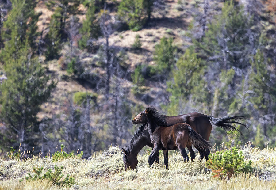 Wild Horses #6 Photograph by Laura Terriere