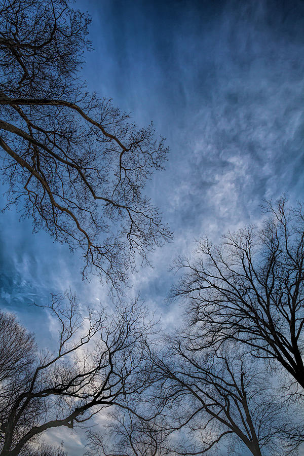 Winter Trees Sky and Clouds #6 Photograph by Robert Ullmann