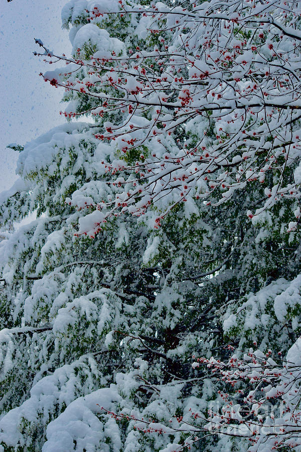 Snowy Spring Red Buds Vermont Photograph by Debra Banks