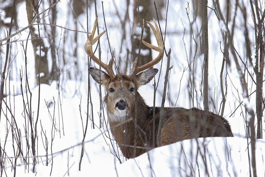 Winter Whitetail #6 Photograph by Brook Burling