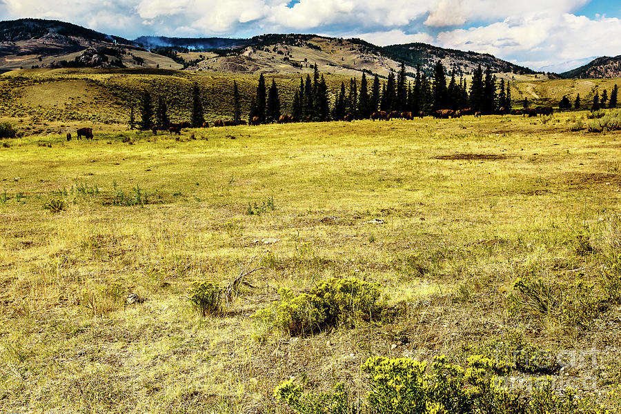 Yellowstone National Park Landscape #6 Photograph by Ben Graham