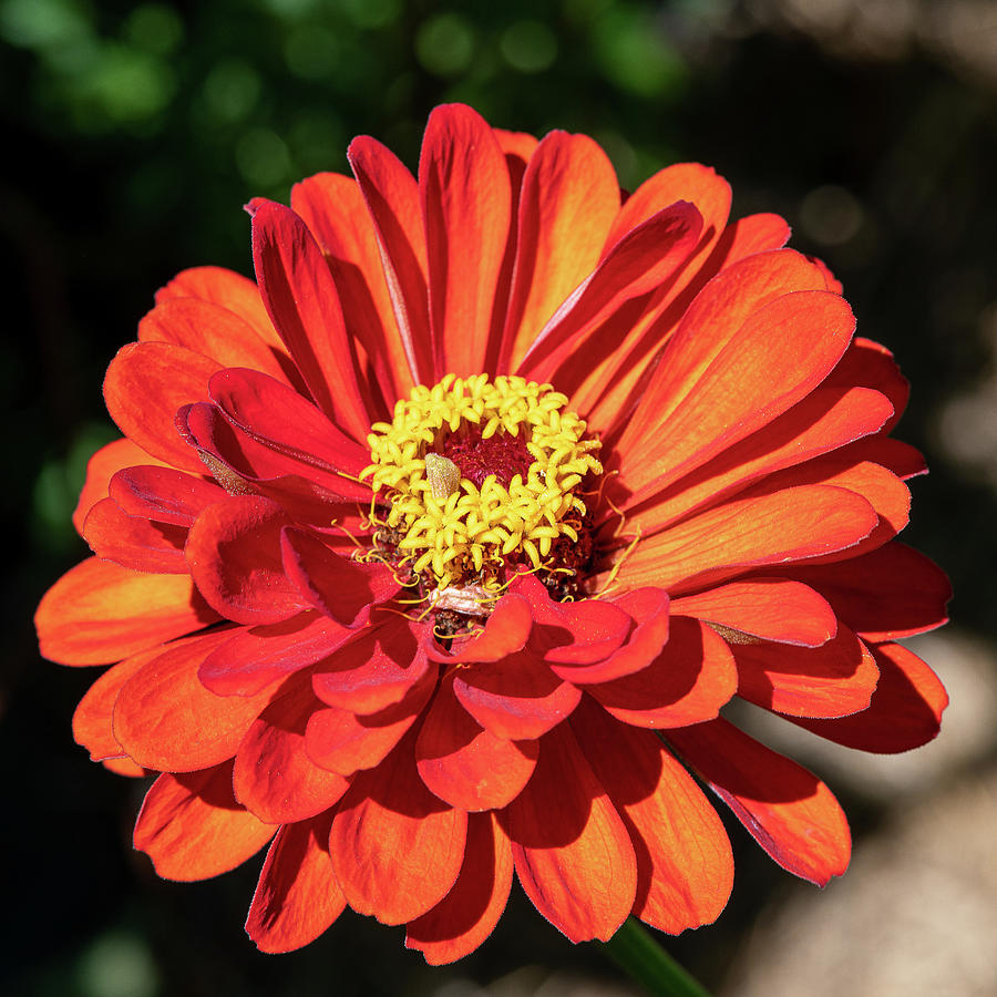 Zinia Series Photograph by Barbara Embick - Fine Art America