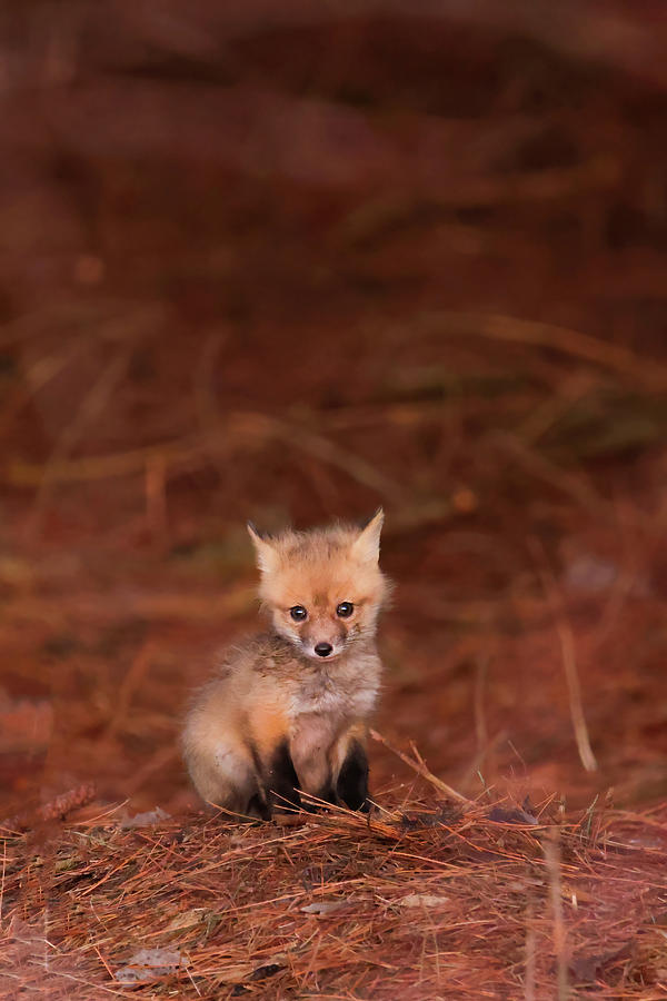 Fox Kit #60 Photograph by Brook Burling