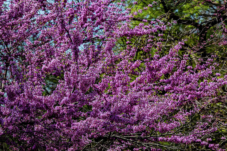 Spring Trees Photograph