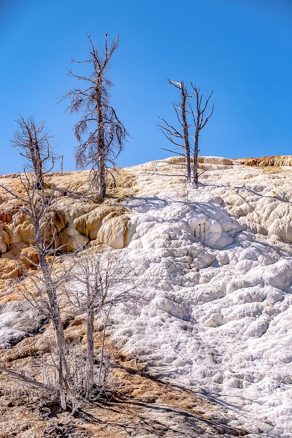 Travertine Terraces, Mammoth Hot Springs, Yellowstone #60 Photograph by Alex Grichenko