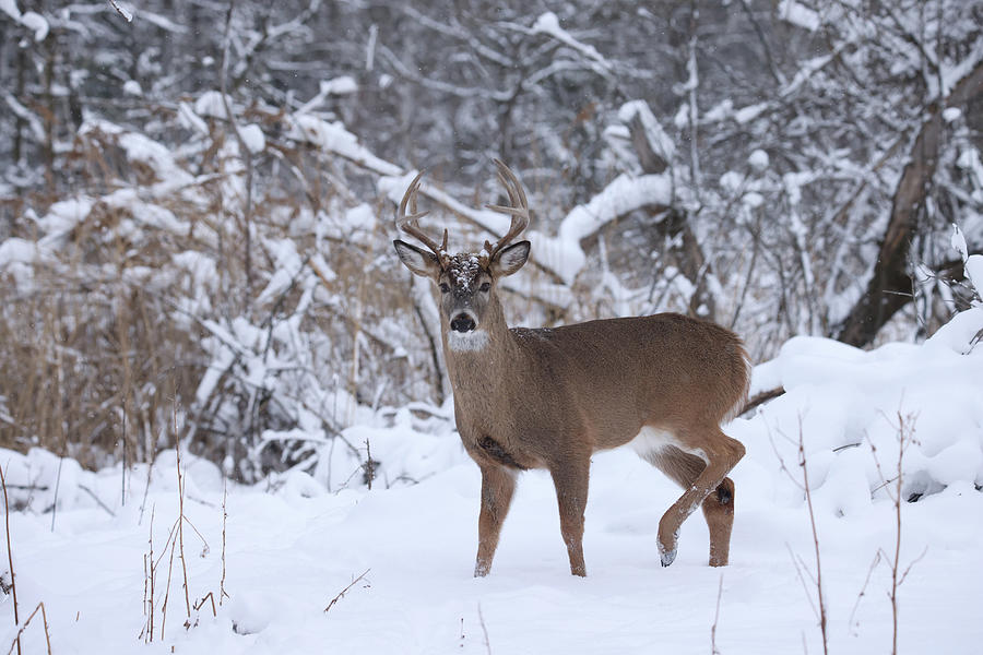 Whitetail Buck #60 Photograph by Brook Burling